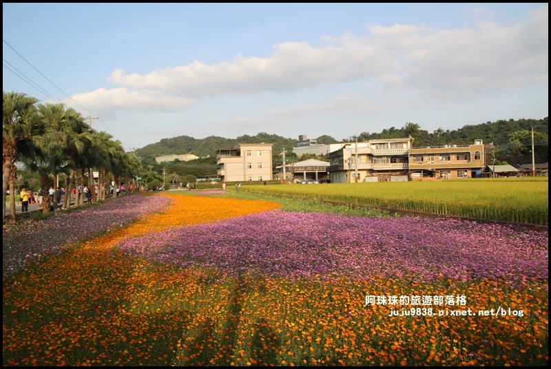 大溪花海61.JPG