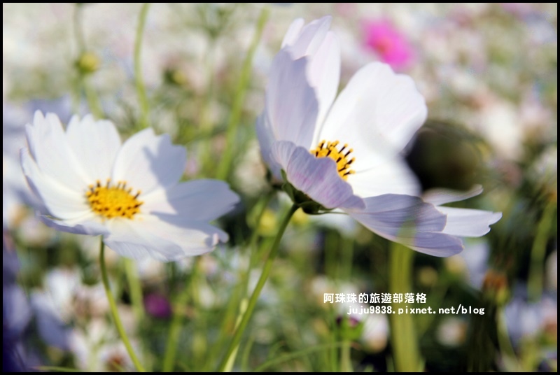 大溪花海54.JPG 大溪花海54.JPG