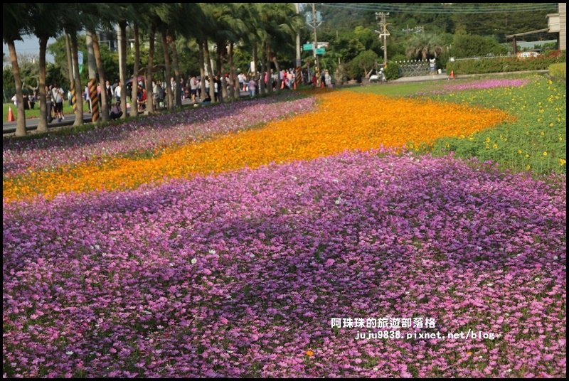 大溪花海60.JPG