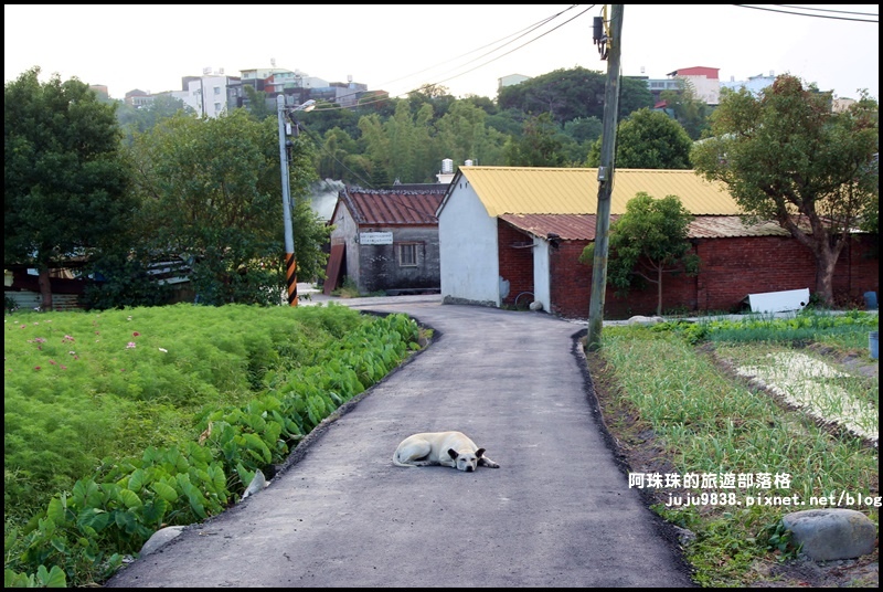 大溪花海67.JPG