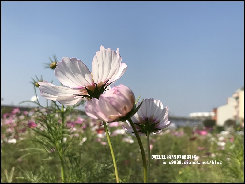 中壢花海22.JPG 中壢花海22.JPG