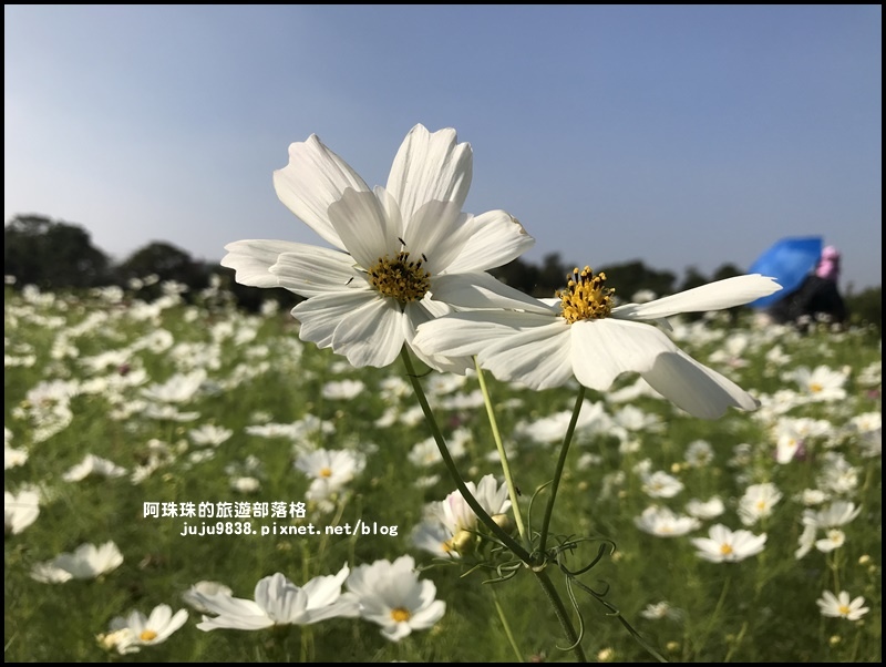 中壢花海26.JPG 中壢花海26.JPG