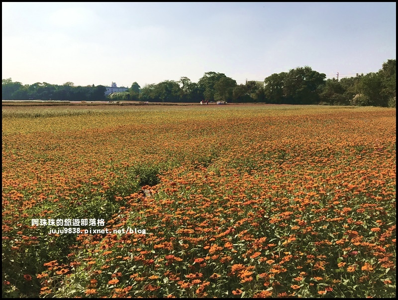中壢花海23.JPG 中壢花海23.JPG