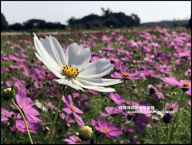 中壢花海25.JPG 中壢花海25.JPG