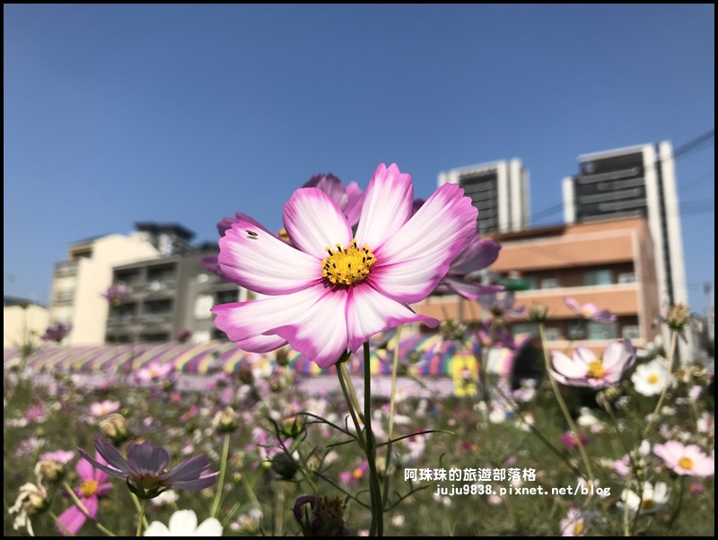 中壢花海21.JPG 中壢花海21.JPG