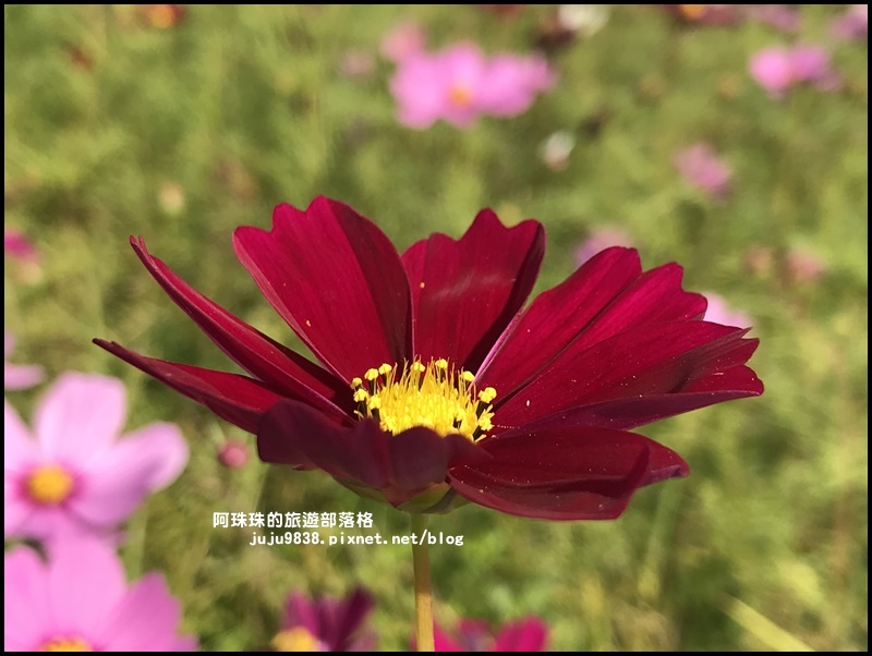 中壢花海30.JPG 中壢花海30.JPG