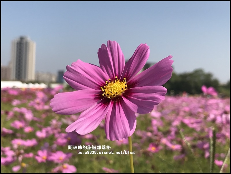 中壢花海31.JPG 中壢花海31.JPG