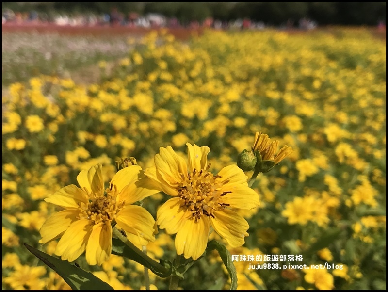 中壢花海33.JPG 中壢花海33.JPG