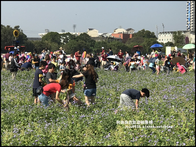 中壢花海35.JPG 中壢花海35.JPG