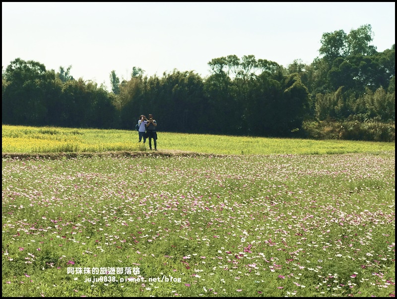 中壢花海32.JPG 中壢花海32.JPG