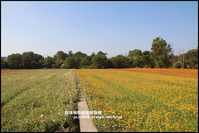 中壢花海1.JPG 中壢花海1.JPG