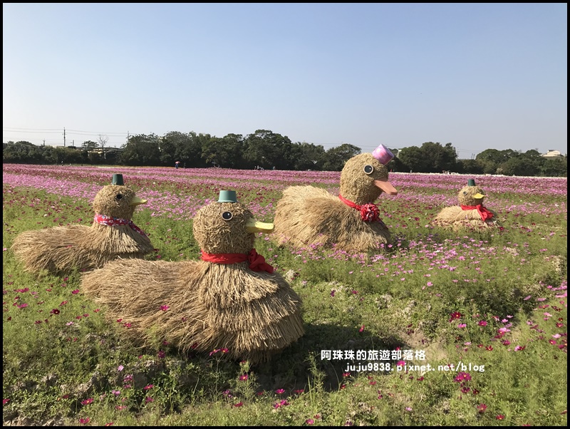 中壢花海38.JPG 中壢花海38.JPG