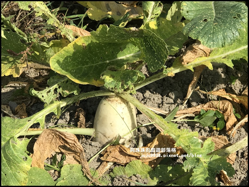 中壢花海36.JPG 中壢花海36.JPG