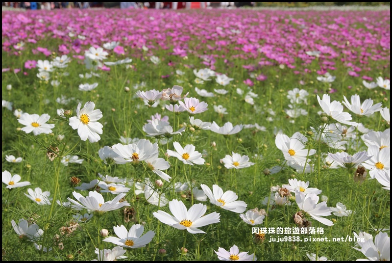 中壢花海3.JPG 中壢花海3.JPG