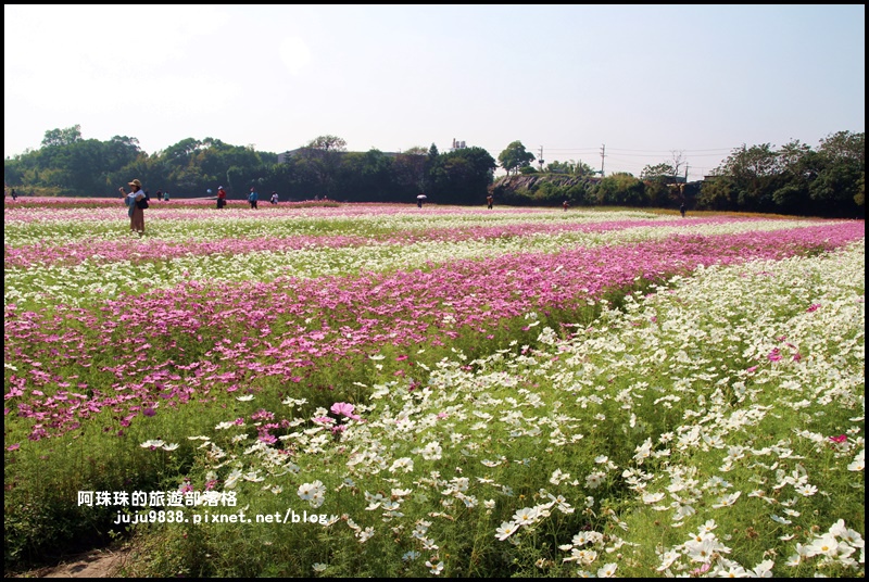 中壢花海5.JPG 中壢花海5.JPG