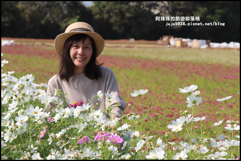 中壢花海7.JPG 中壢花海7.JPG