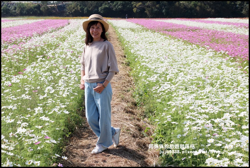 中壢花海9.JPG 中壢花海9.JPG