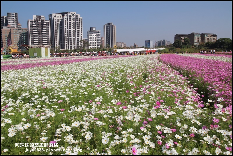 中壢花海11.JPG