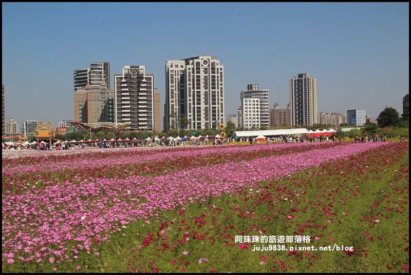 中壢花海13.JPG 中壢花海13.JPG