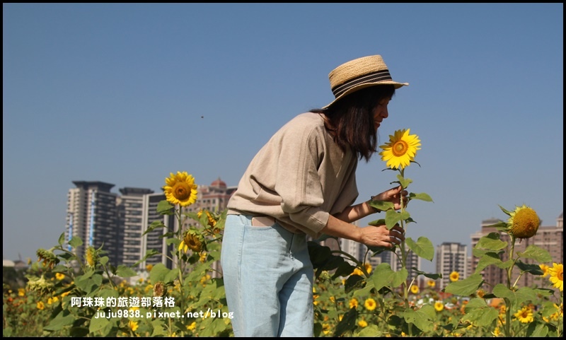 中壢花海17.JPG 中壢花海17.JPG