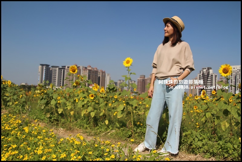 中壢花海18.JPG 中壢花海18.JPG