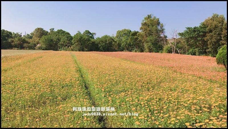 中壢花海24.JPG 中壢花海24.JPG