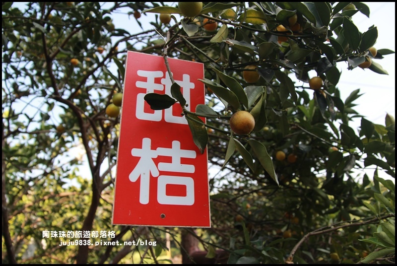 鹿鳴坑觀光果園3.JPG