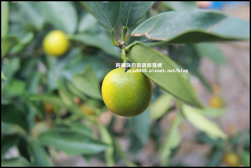 鹿鳴坑觀光果園4.JPG 鹿鳴坑觀光果園4.JPG