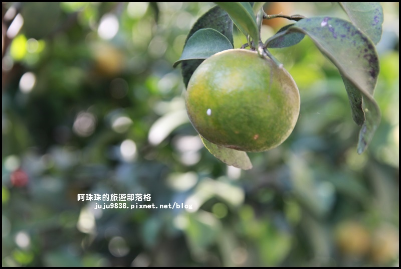 鹿鳴坑觀光果園7.JPG 鹿鳴坑觀光果園7.JPG