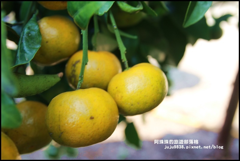 鹿鳴坑觀光果園13.JPG 鹿鳴坑觀光果園13.JPG