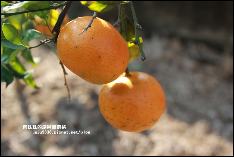 鹿鳴坑觀光果園14.JPG 鹿鳴坑觀光果園14.JPG