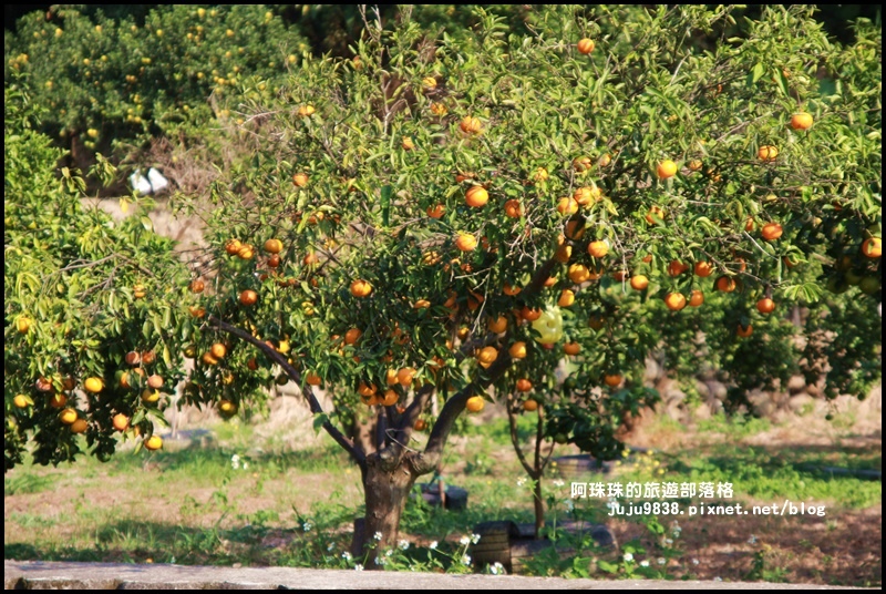 鹿鳴坑觀光果園12.JPG