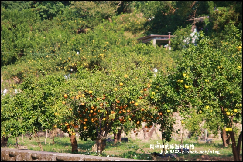 鹿鳴坑觀光果園11.JPG 鹿鳴坑觀光果園11.JPG
