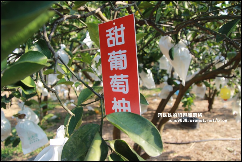 鹿鳴坑觀光果園17.JPG 鹿鳴坑觀光果園17.JPG