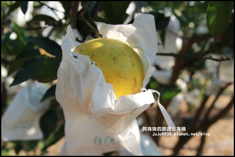 鹿鳴坑觀光果園18.JPG 鹿鳴坑觀光果園18.JPG