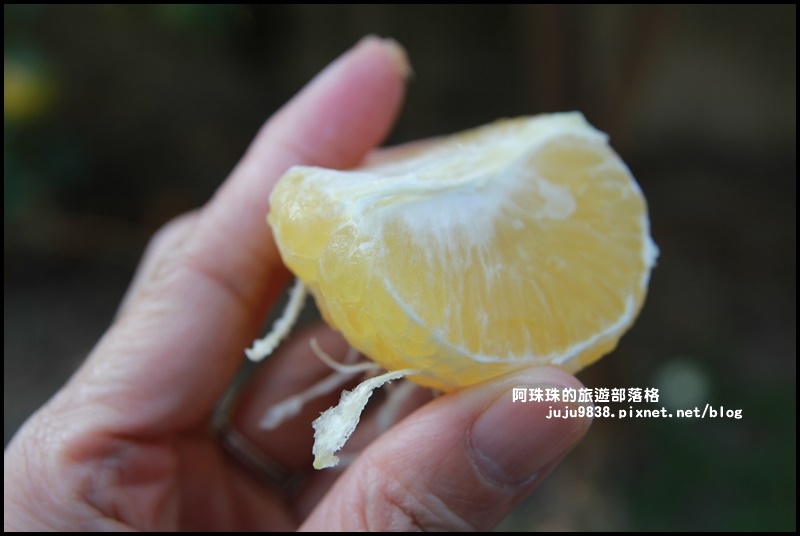 鹿鳴坑觀光果園24.JPG 鹿鳴坑觀光果園24.JPG