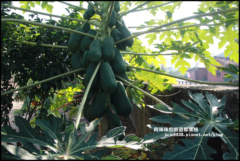 鹿鳴坑觀光果園19.JPG 鹿鳴坑觀光果園19.JPG