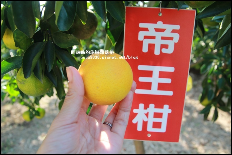 鹿鳴坑觀光果園25.JPG 鹿鳴坑觀光果園25.JPG