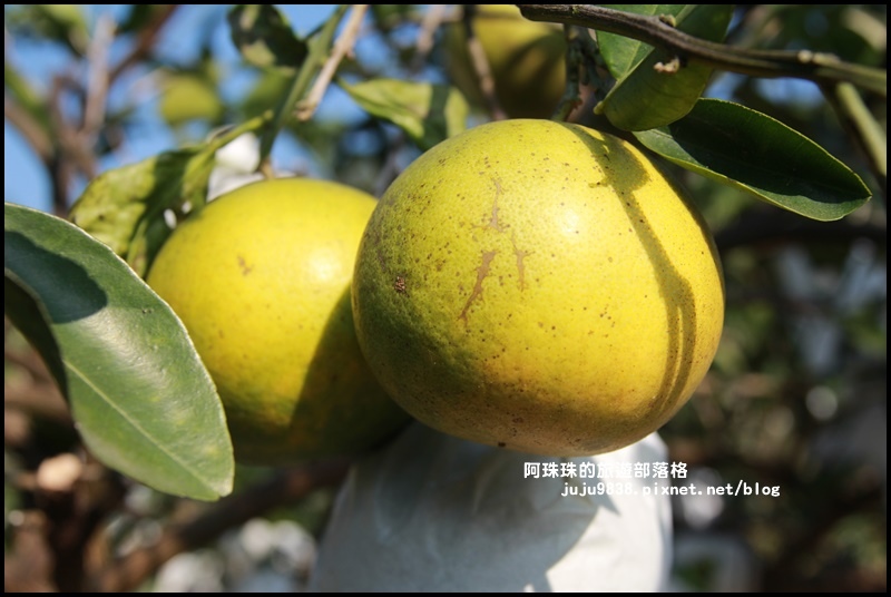 鹿鳴坑觀光果園26.JPG 鹿鳴坑觀光果園26.JPG