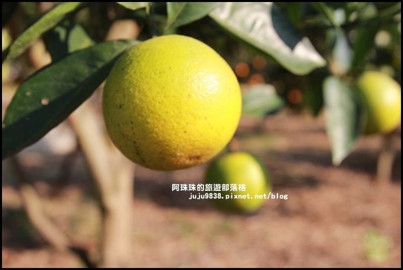 鹿鳴坑觀光果園36.JPG 鹿鳴坑觀光果園36.JPG