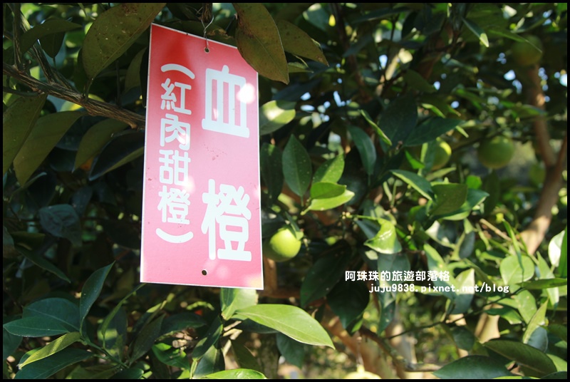 鹿鳴坑觀光果園35.JPG 鹿鳴坑觀光果園35.JPG