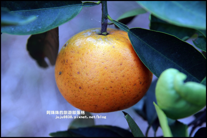 鹿鳴坑觀光果園45.JPG 鹿鳴坑觀光果園45.JPG