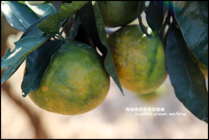 鹿鳴坑觀光果園44.JPG 鹿鳴坑觀光果園44.JPG