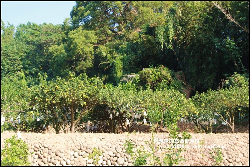 鹿鳴坑觀光果園30.JPG