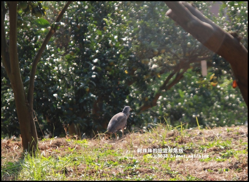 鹿鳴坑觀光果園43.JPG 鹿鳴坑觀光果園43.JPG