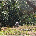 鹿鳴坑觀光果園43.JPG