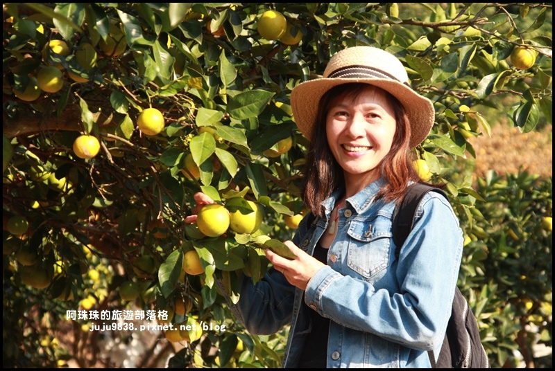 鹿鳴坑觀光果園39.JPG 鹿鳴坑觀光果園39.JPG