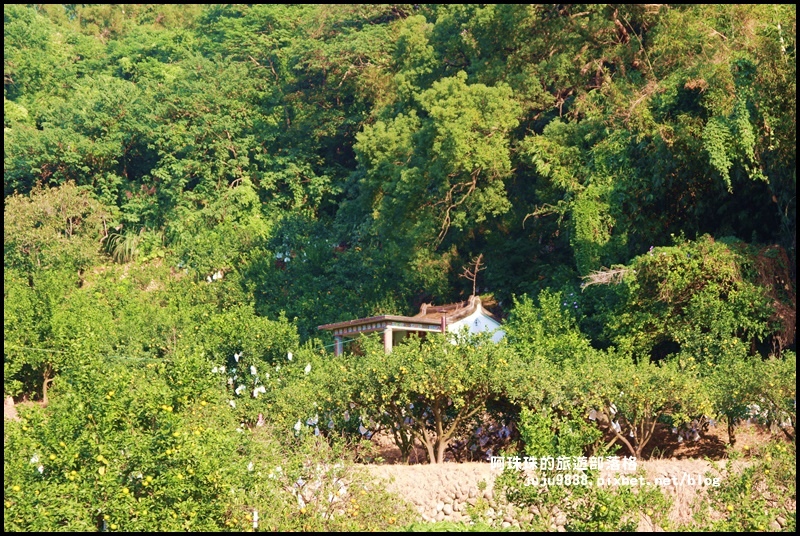 鹿鳴坑觀光果園48.JPG