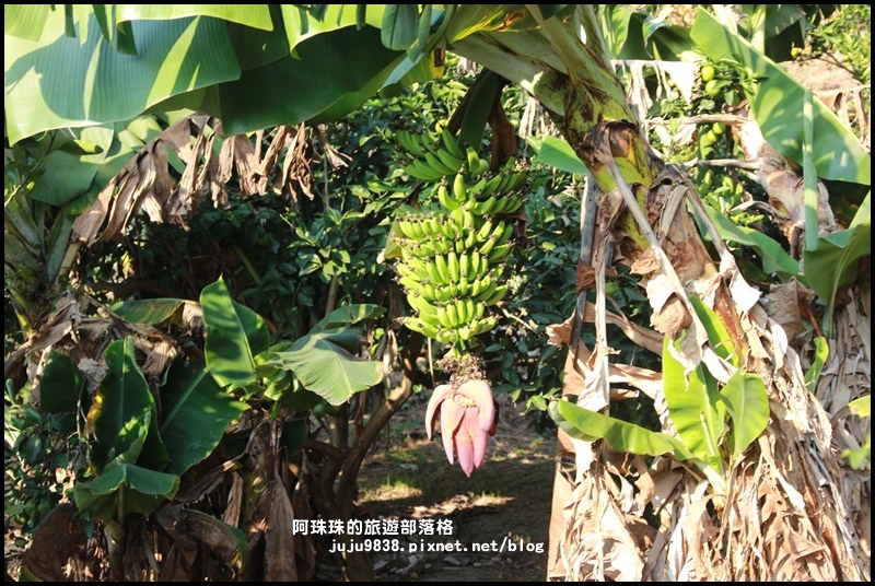 鹿鳴坑觀光果園42.JPG 鹿鳴坑觀光果園42.JPG