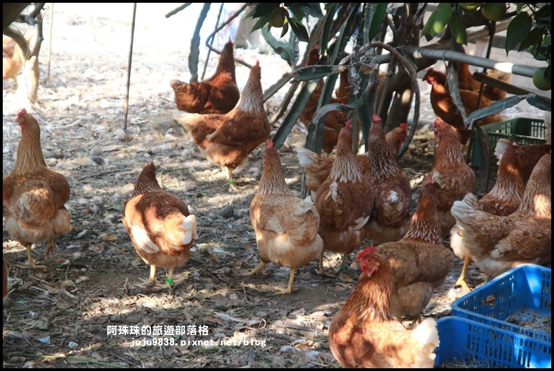 鹿鳴坑觀光果園57.JPG